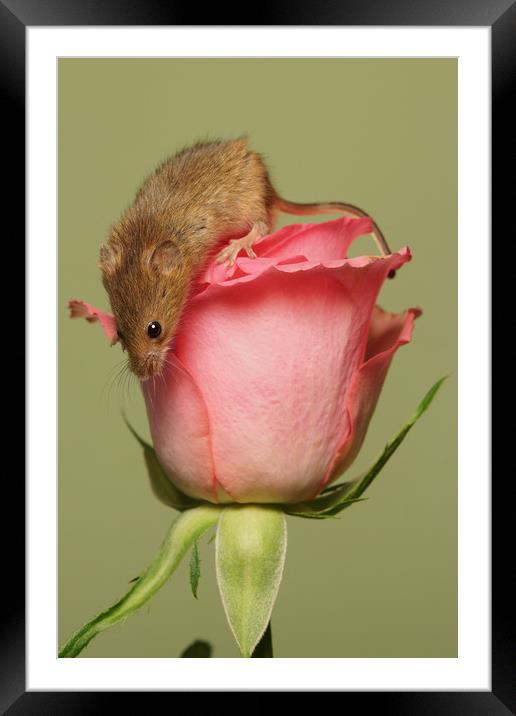 Mothers day rose Framed Mounted Print by JC studios LRPS ARPS