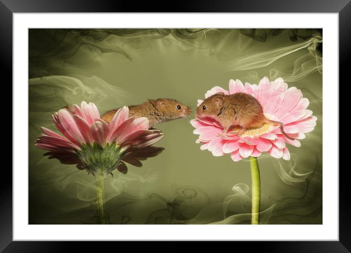 Love is in the air Framed Mounted Print by JC studios LRPS ARPS
