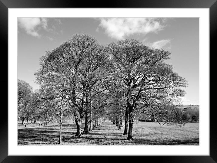 Avenue of trees.  Framed Mounted Print by Lilian Marshall