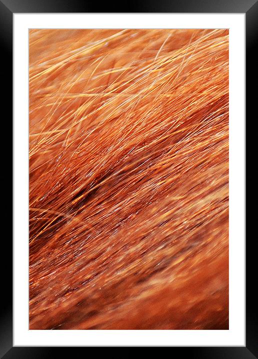 Auburn Texture..20th Feb 2011 Framed Mounted Print by Donna Collett