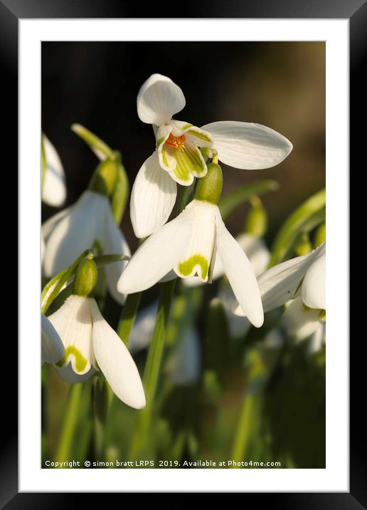 Snowdrop close up with underneath view Framed Mounted Print by Simon Bratt LRPS