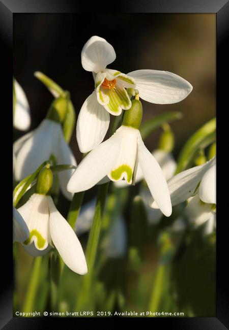 Snowdrop close up with underneath view Framed Print by Simon Bratt LRPS