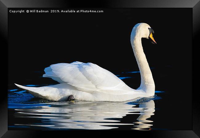 Swan swimming on a lake in Yeovil Somerset  Framed Print by Will Badman