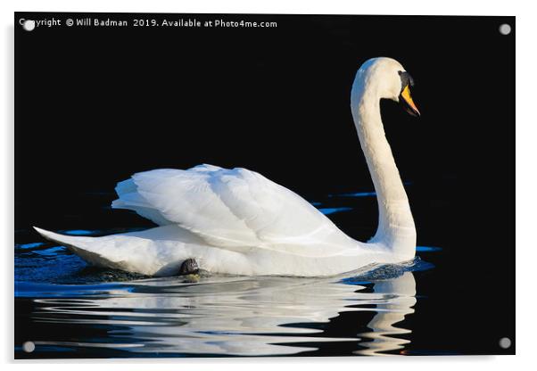 Swan swimming on a lake in Yeovil Somerset  Acrylic by Will Badman