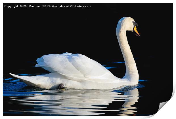 Swan swimming on a lake in Yeovil Somerset  Print by Will Badman
