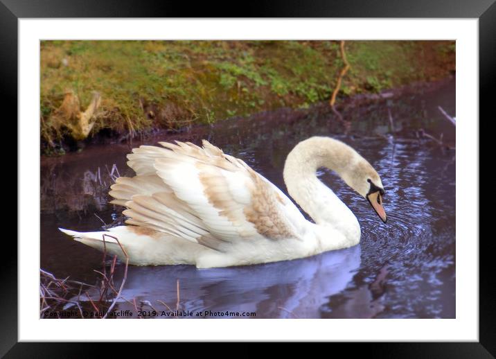 signet swan Framed Mounted Print by paul ratcliffe