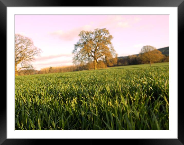 the field tree Framed Mounted Print by paul ratcliffe