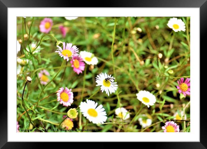 Daisy Visitor Framed Mounted Print by Lisa PB
