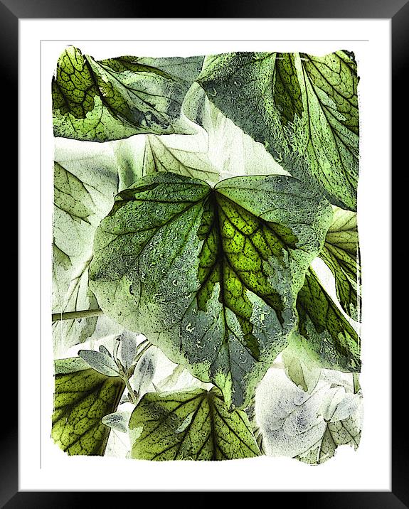 dreams botanical Framed Mounted Print by Heather Newton