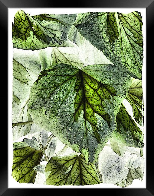 dreams botanical Framed Print by Heather Newton
