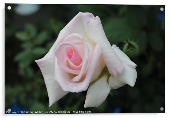 The Ethereal Beauty of Leading Lady Rose Acrylic by tammy mellor