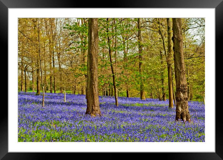 Bluebell Woods Greys Court Oxfordshire UK Framed Mounted Print by Andy Evans Photos