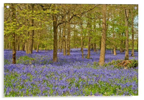 Bluebell Woods Greys Court Oxfordshire UK Acrylic by Andy Evans Photos