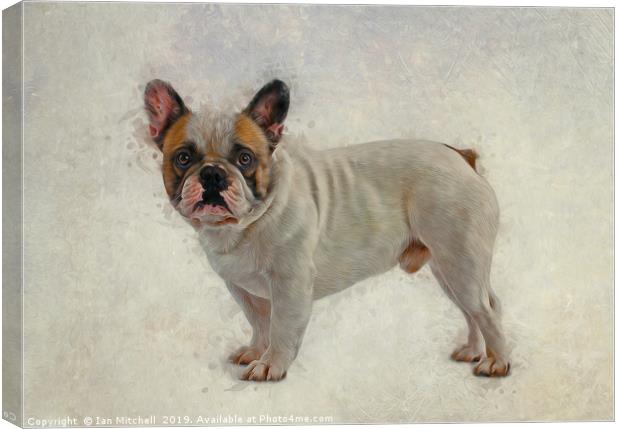 French Bulldog Canvas Print by Ian Mitchell