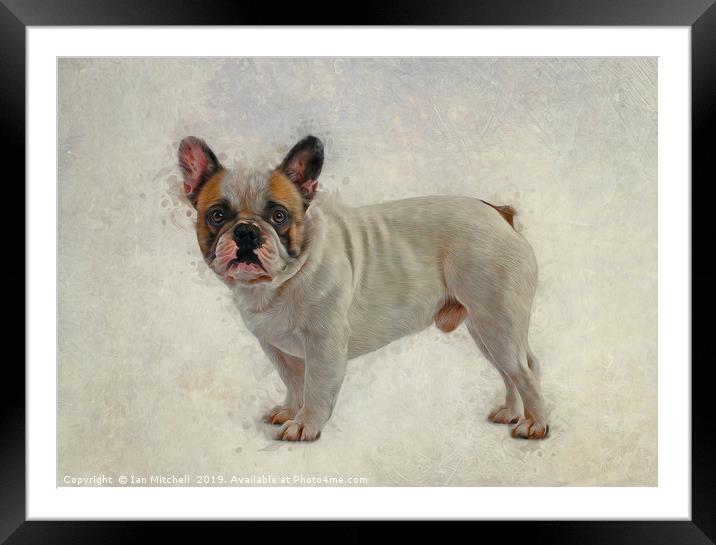 French Bulldog Framed Mounted Print by Ian Mitchell