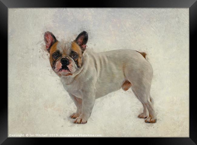 French Bulldog Framed Print by Ian Mitchell