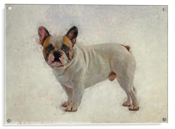 French Bulldog Acrylic by Ian Mitchell