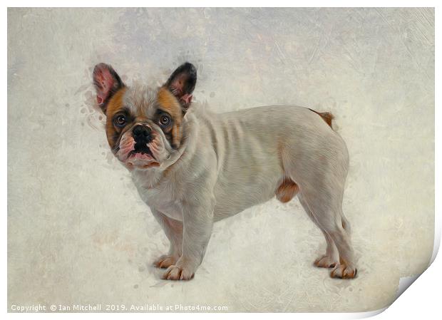 French Bulldog Print by Ian Mitchell