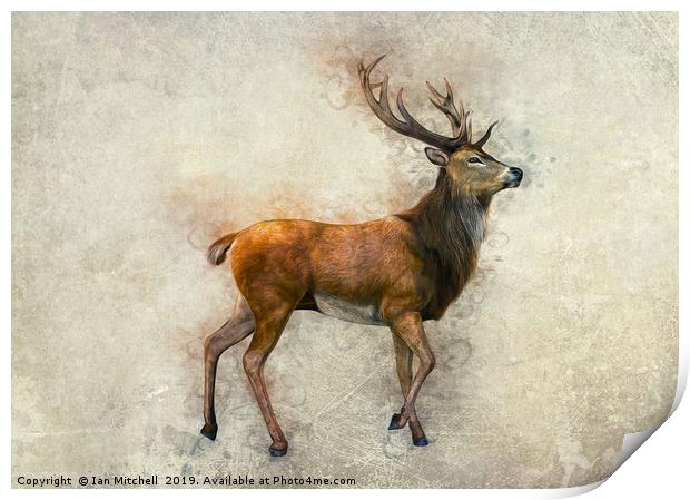 Elk Art Print by Ian Mitchell