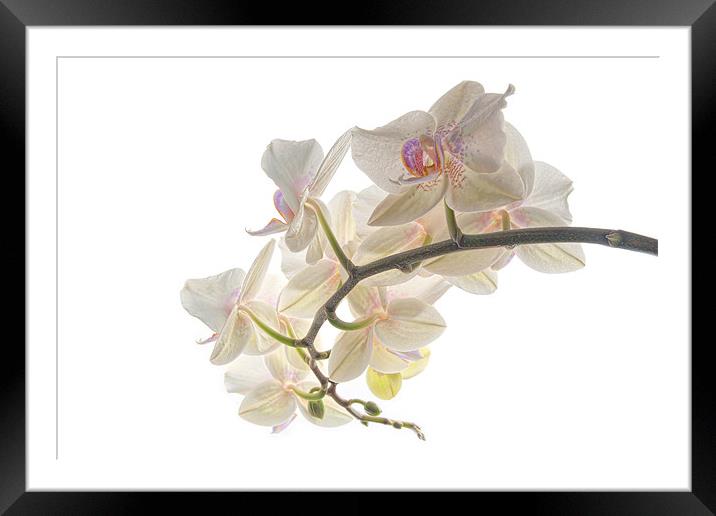 Orchids Framed Mounted Print by Ann Garrett