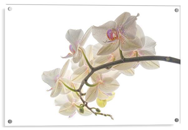 Orchids Acrylic by Ann Garrett