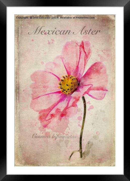 Mexican Aster Framed Mounted Print by John Edwards