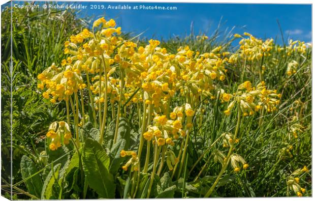 Flowering Cowslips Canvas Print by Richard Laidler