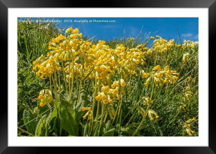 Flowering Cowslips Framed Mounted Print by Richard Laidler
