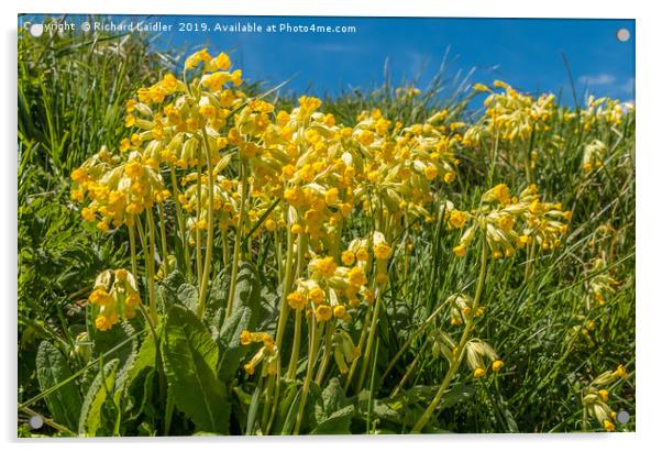 Flowering Cowslips Acrylic by Richard Laidler