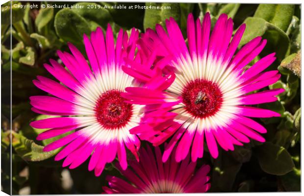 Deep Pink and White Livingstone Daisies Canvas Print by Richard Laidler