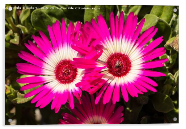 Deep Pink and White Livingstone Daisies Acrylic by Richard Laidler