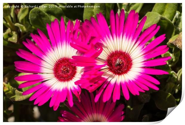 Deep Pink and White Livingstone Daisies Print by Richard Laidler