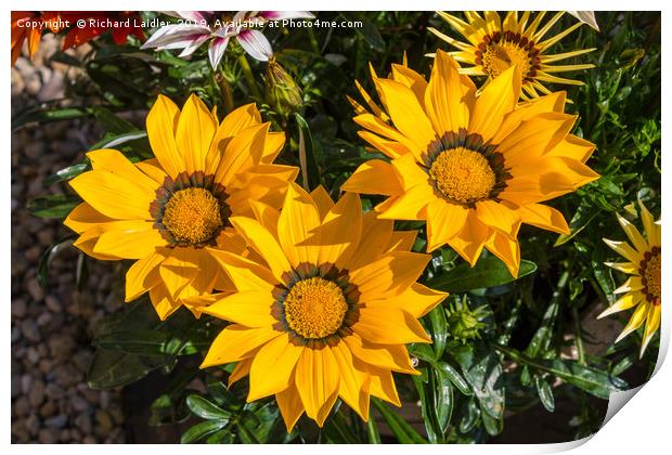 Yellow African Daisies Print by Richard Laidler