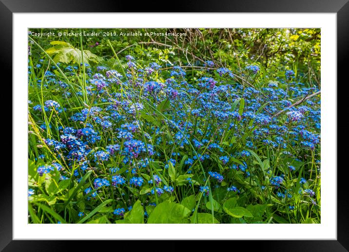 Wild Forget Me Not Flowers Framed Mounted Print by Richard Laidler