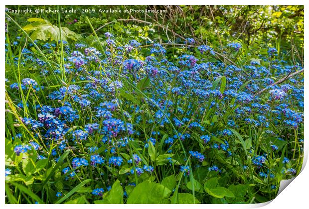 Wild Forget Me Not Flowers Print by Richard Laidler