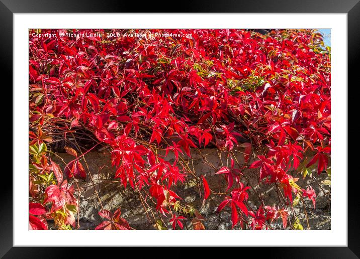 Autumn Fire Framed Mounted Print by Richard Laidler