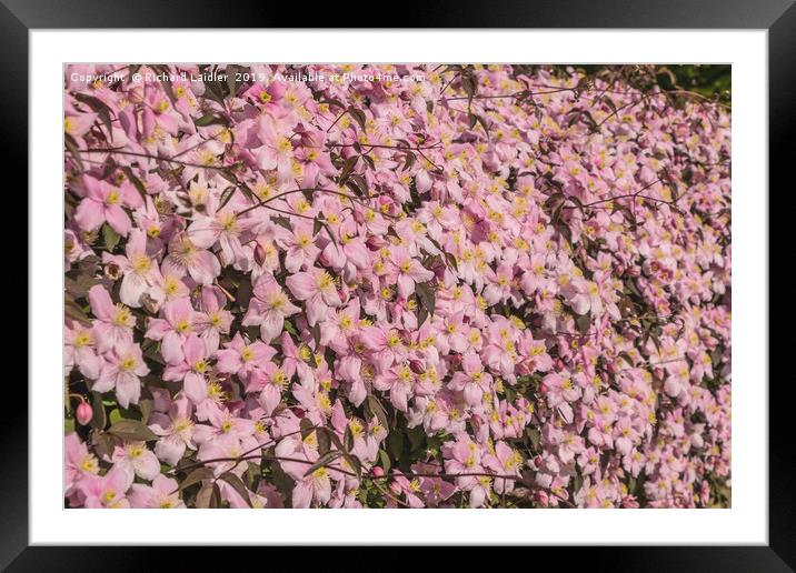 Pink Cascade Framed Mounted Print by Richard Laidler