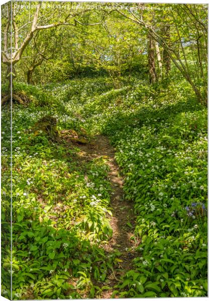 Woodland and Wild Garlic in Spring Canvas Print by Richard Laidler
