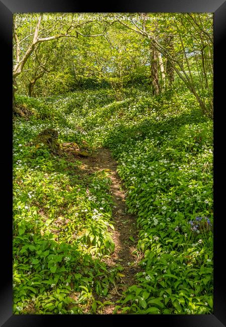 Woodland and Wild Garlic in Spring Framed Print by Richard Laidler
