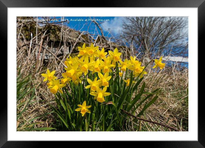 Spring Cheer Framed Mounted Print by Richard Laidler