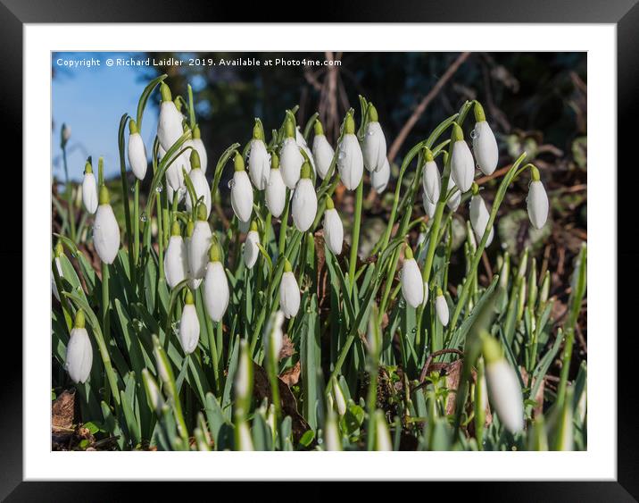 Snowdrops and Raindrops Framed Mounted Print by Richard Laidler