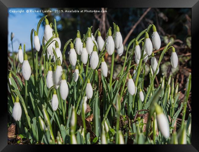Snowdrops and Raindrops Framed Print by Richard Laidler