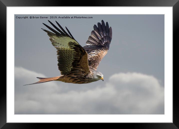 Flying High with a Red Kite Framed Mounted Print by Brian Garner