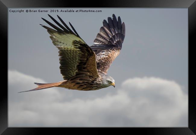 Flying High with a Red Kite Framed Print by Brian Garner