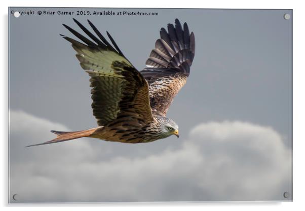 Flying High with a Red Kite Acrylic by Brian Garner