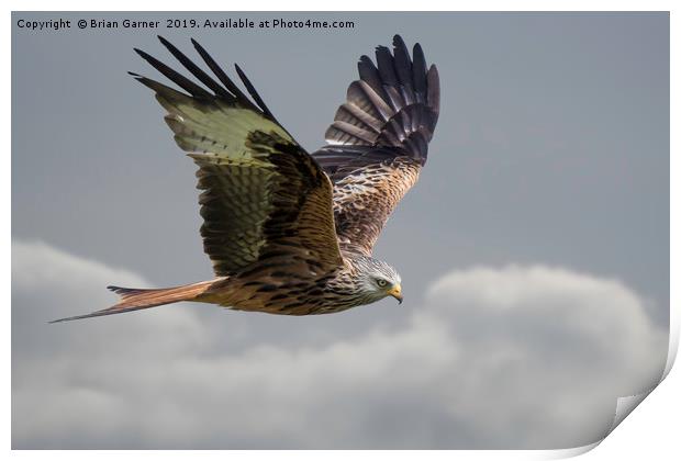 Flying High with a Red Kite Print by Brian Garner
