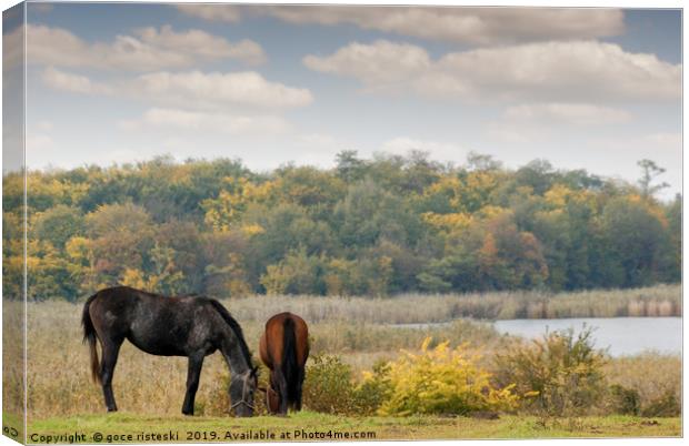 horses on pasture autumn scene Canvas Print by goce risteski