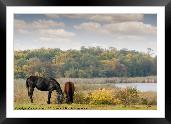 horses on pasture autumn scene Framed Mounted Print by goce risteski