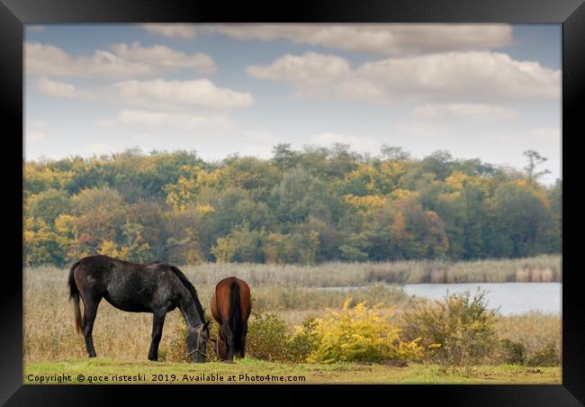 horses on pasture autumn scene Framed Print by goce risteski