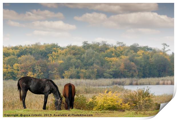 horses on pasture autumn scene Print by goce risteski